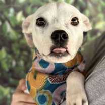 Thumbnail photo of Casper (GA) #3