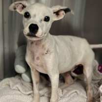Thumbnail photo of Casper (GA) #4