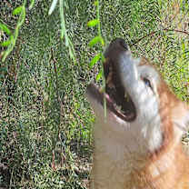 Thumbnail photo of MIDAS #4