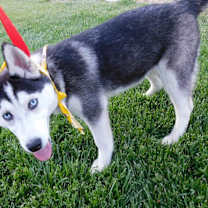 Thumbnail photo of LULU #1