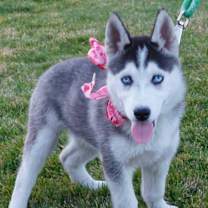 Thumbnail photo of LULU #2