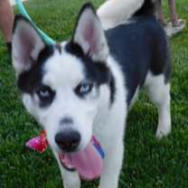 Thumbnail photo of NIKKO #1