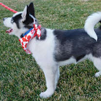 Thumbnail photo of NIKKO #2