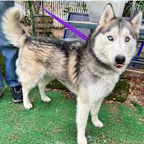 Thumbnail photo of NANOOK #1