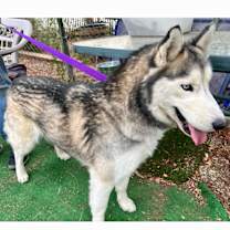 Thumbnail photo of NANOOK #2