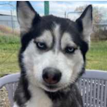 Thumbnail photo of SKYLAR-Pending #1