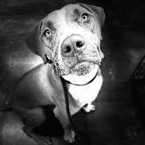 adopt-pet