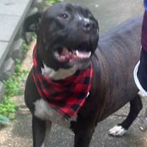 Thumbnail photo of Buc #1