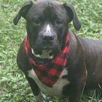 Thumbnail photo of Buc #2