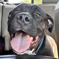 Thumbnail photo of Buc #3