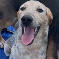 Thumbnail photo of Red #3