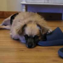 Thumbnail photo of Banzai #3