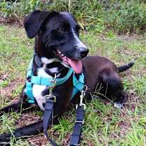 Thumbnail photo of Patricia (P pups) #3