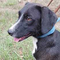 Thumbnail photo of Patricia (P pups) #4