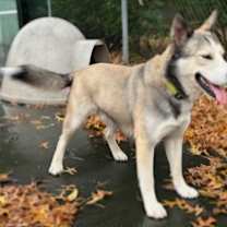 Thumbnail photo of CUBBY IS A HIKER #3