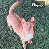 Thumbnail photo of Flopsy #4