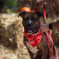 Thumbnail photo of Tank #2