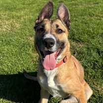 Thumbnail photo of Ellie #1