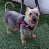 Thumbnail photo of Mickey #2