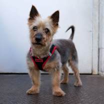 Thumbnail photo of Mickey #3