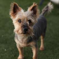 Thumbnail photo of Mickey #4