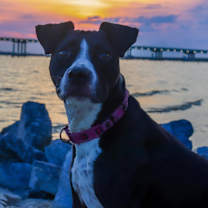 Thumbnail photo of Cookie (Adoption pending) #1
