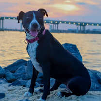 Thumbnail photo of Cookie (Adoption pending) #2