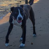 Thumbnail photo of Cookie (Adoption pending) #3