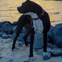 Thumbnail photo of Cookie (Adoption pending) #4