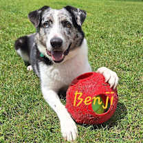 Thumbnail photo of Benji #1