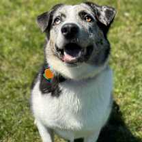 Thumbnail photo of Benji #4