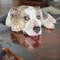 Thumbnail photo of Holly #3