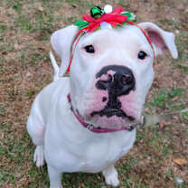Thumbnail photo of Ariel #3