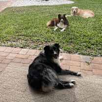 Thumbnail photo of Bowie #4