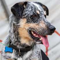 Thumbnail photo of Maverick #1