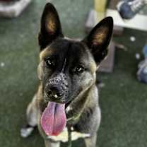 Thumbnail photo of Teddy #2