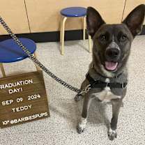 Thumbnail photo of Teddy #3