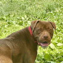 Thumbnail photo of Bruno #1