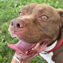 Thumbnail photo of Bruno #2