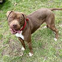 Thumbnail photo of Bruno #3