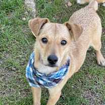 adopt-pet