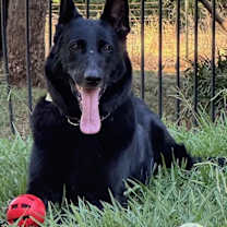 Thumbnail photo of Loki #1