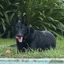 Thumbnail photo of Loki #2