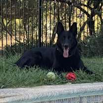 Thumbnail photo of Loki #3