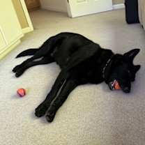 Thumbnail photo of Loki #4