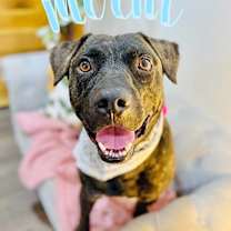 Thumbnail photo of Mochi Magic the Happy Pup #1