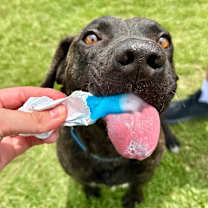 Thumbnail photo of Mochi Magic the Happy Pup #3