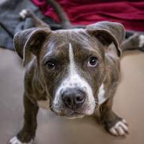 Thumbnail photo of Kermit the Dog #1