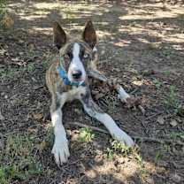 Thumbnail photo of Waylon #1