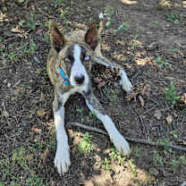 Thumbnail photo of Waylon #2